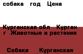 собака 1 год › Цена ­ 2 500 - Курганская обл., Курган г. Животные и растения » Собаки   . Курганская обл.,Курган г.